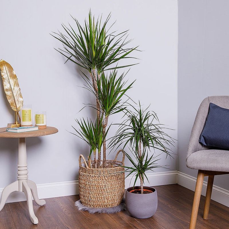 Dragon Tree (Dracaena marginata)