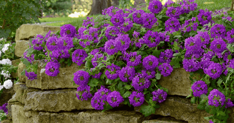 Verbena