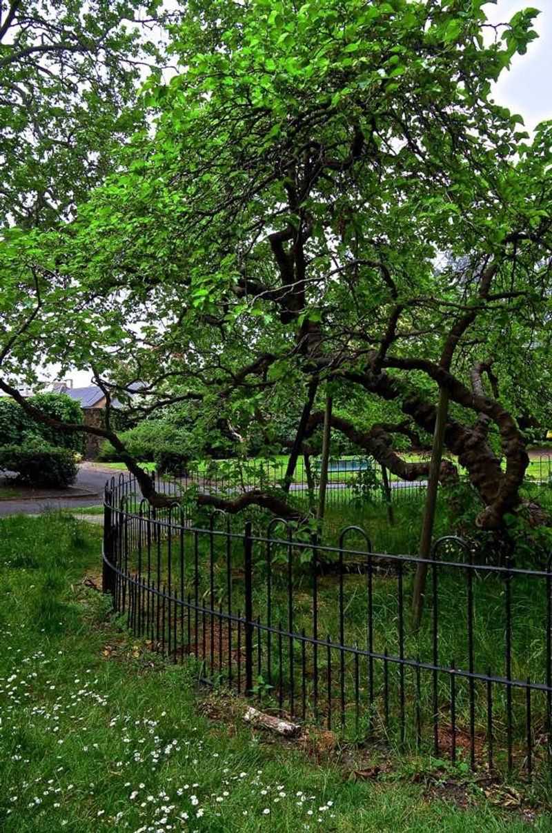 Mulberry Trees (Morus spp.)