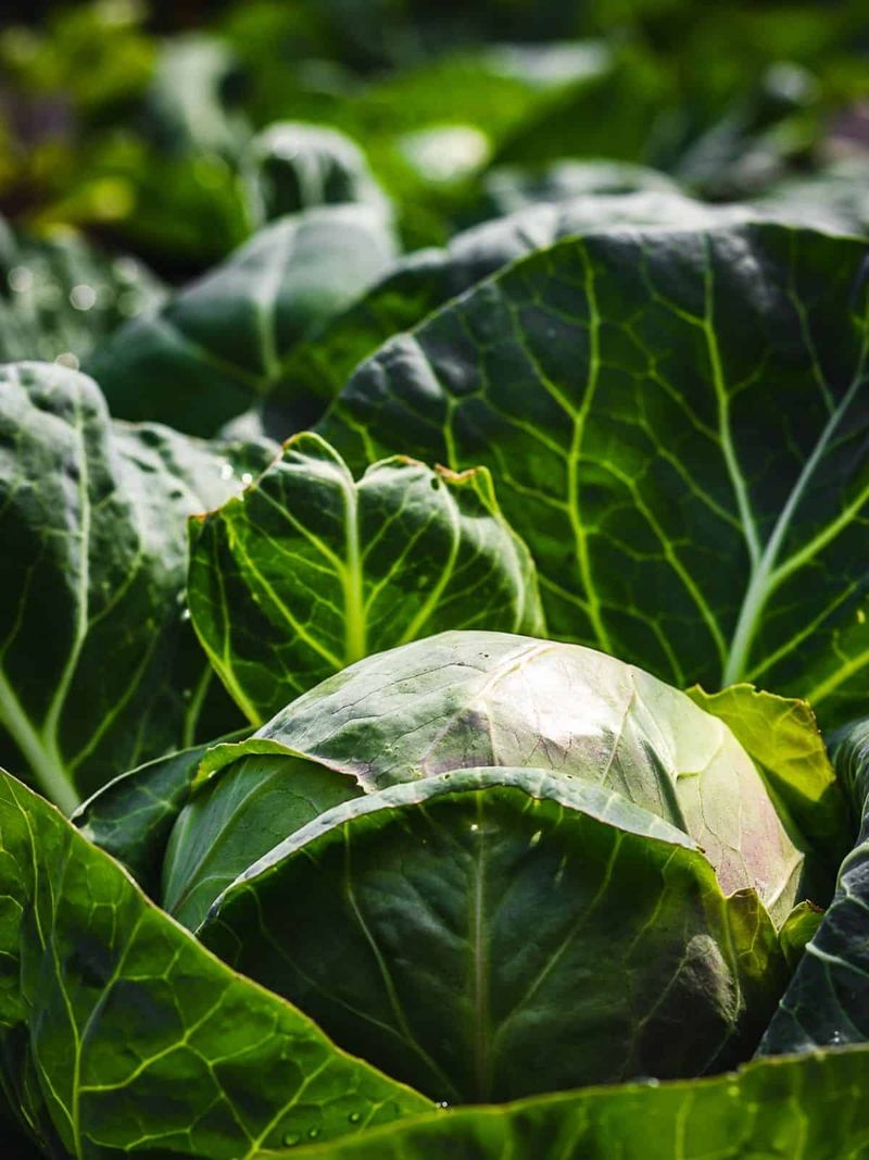 Cabbage (60-100 days)