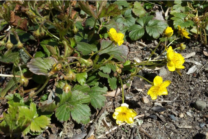 Waldsteinia fragarioides (Barren Strawberry)