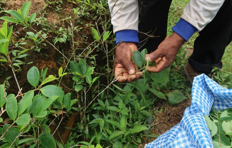 Coca (Erythroxylum coca)