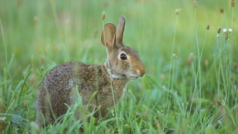 Eastern Cottontail Rabbits