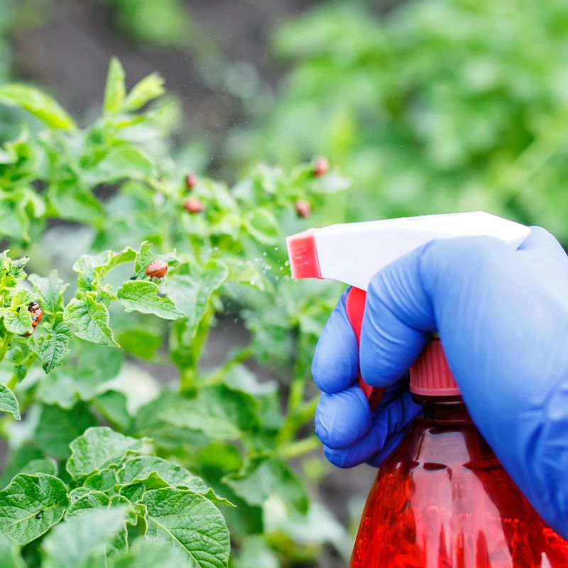 Apply Fungicides Wisely