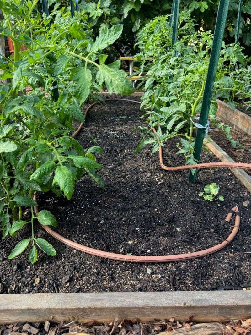 Implementing Efficient Watering Techniques