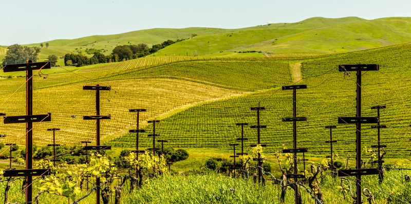 Grgich Hills Estate - Eco-Friendly Excellence in Rutherford