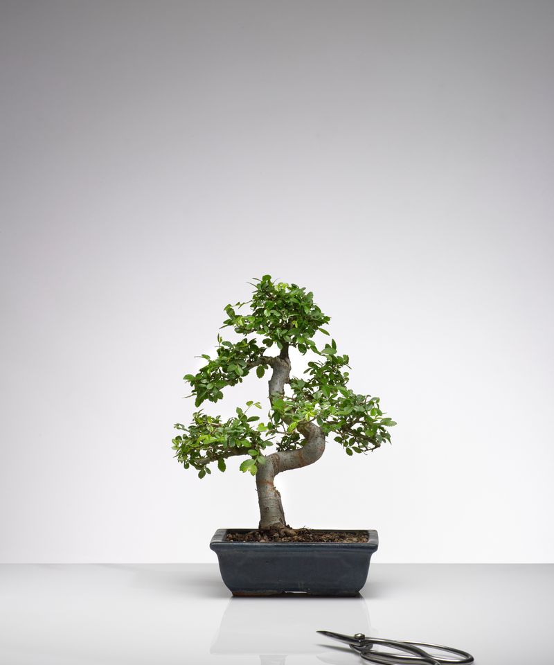 Bonsai Tree