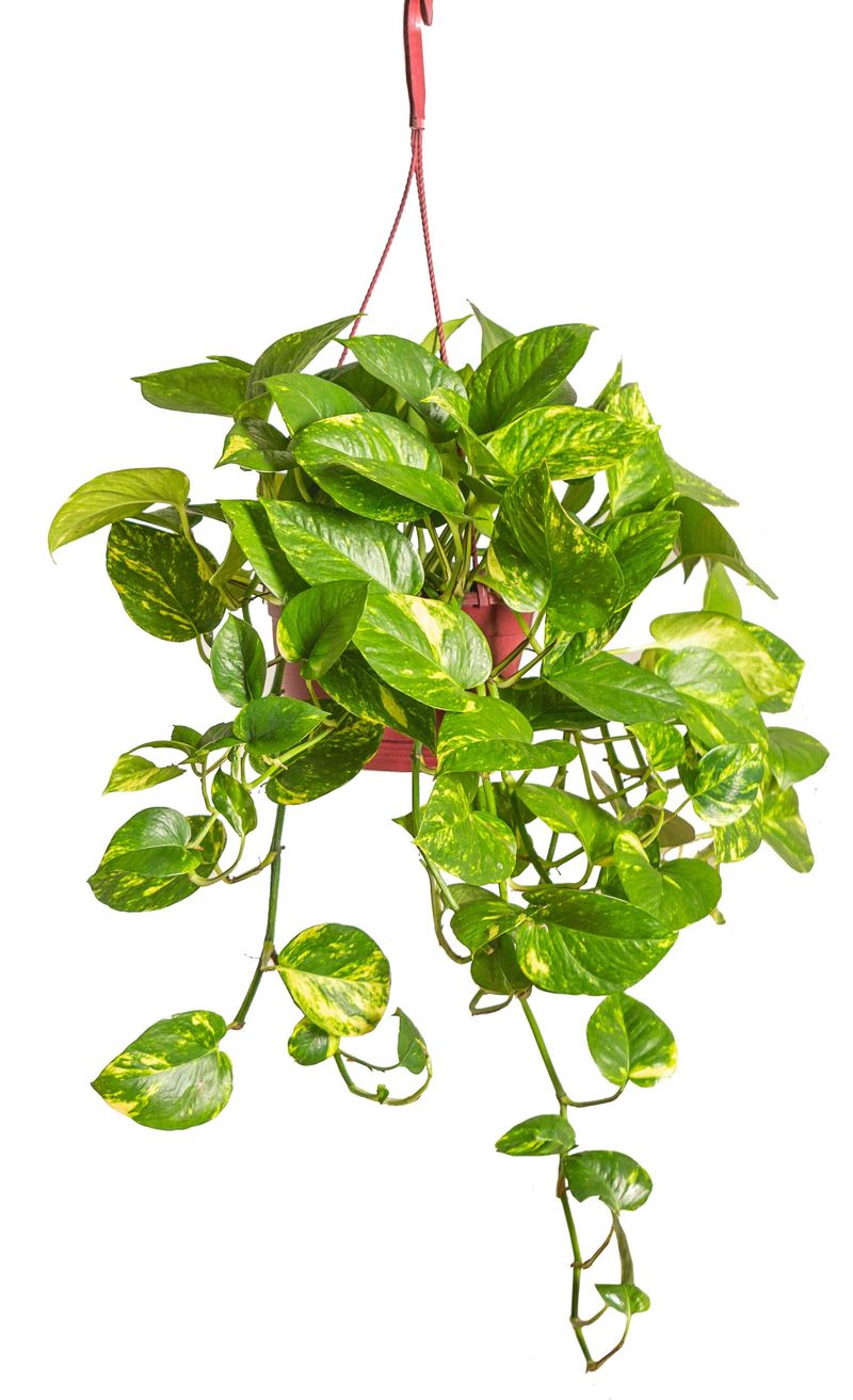 Golden Pothos