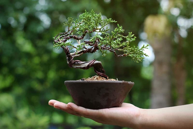 Bonsai