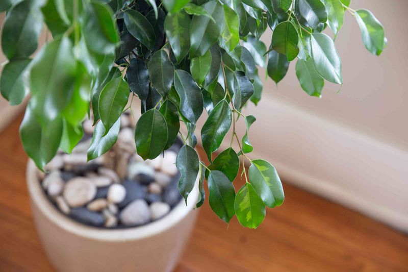 Ficus