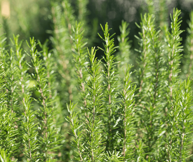 Rosemary ❌ In Humid or Waterlogged Soil