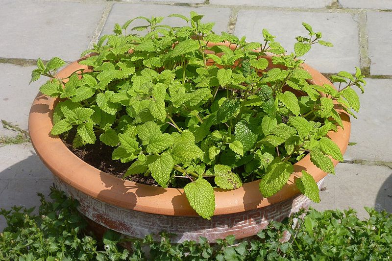 Lemon Balm