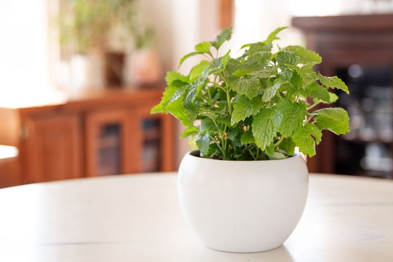Lemon Balm - Nature's Stress Reliever