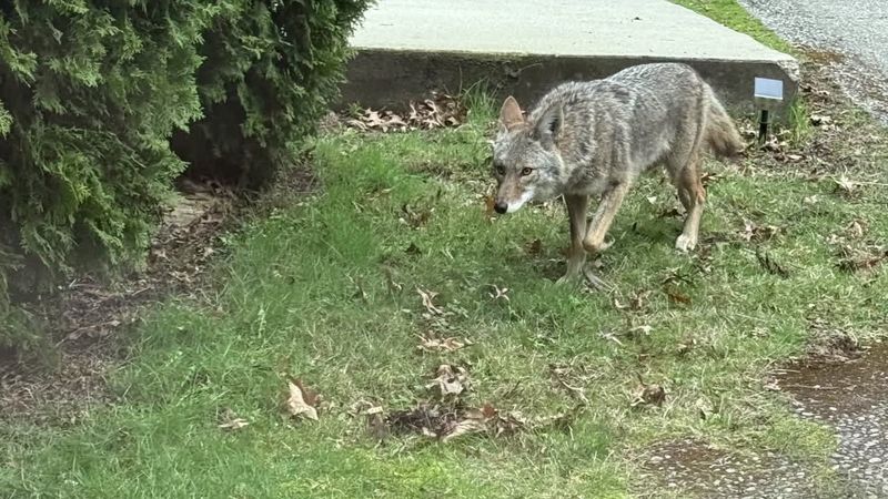 Washington State Homeowners Adapt to Coyote Neighbors
