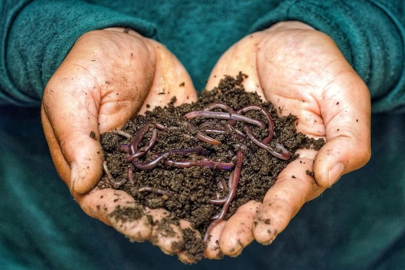 Earthworm Farming