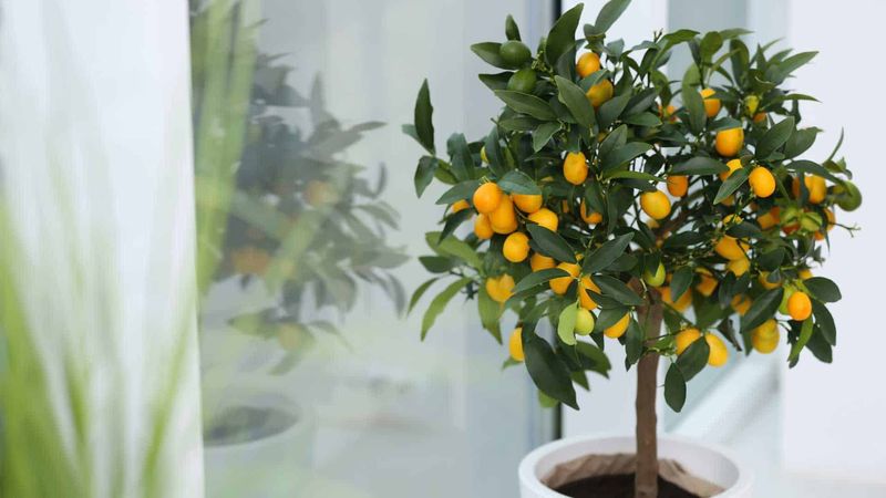 Citrus Trees (Lemon, Orange)