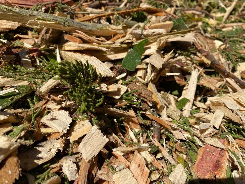 Using Uncomposted Wood Chips