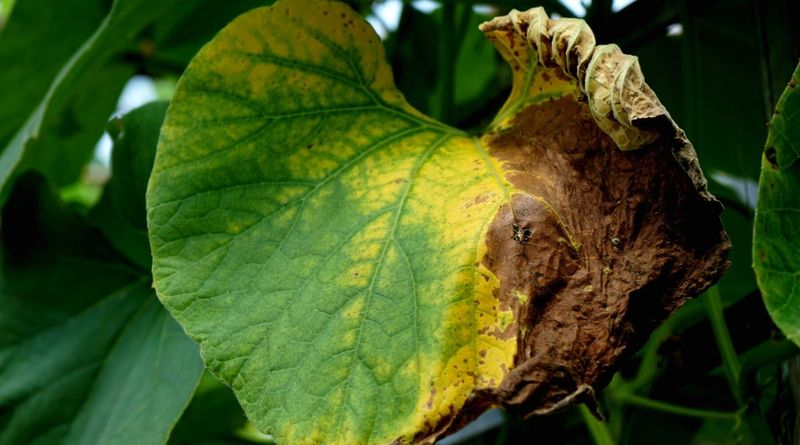 Chemical Fertilizer Fiasco