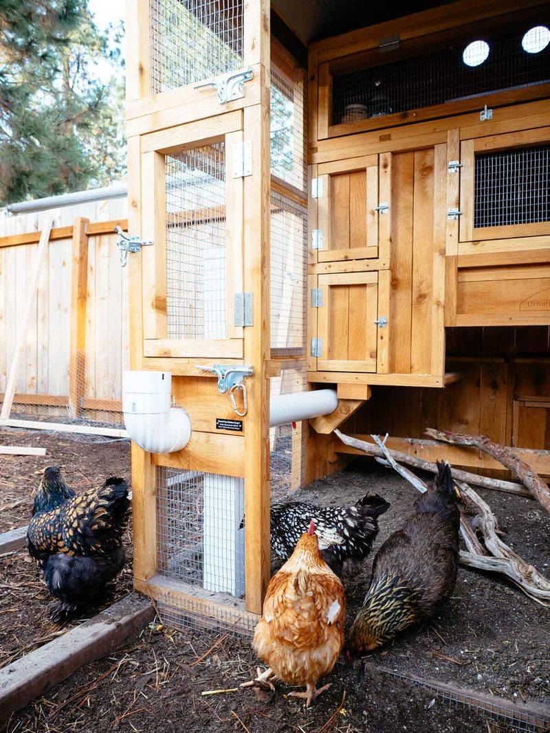 Build a Predator-Proof Coop