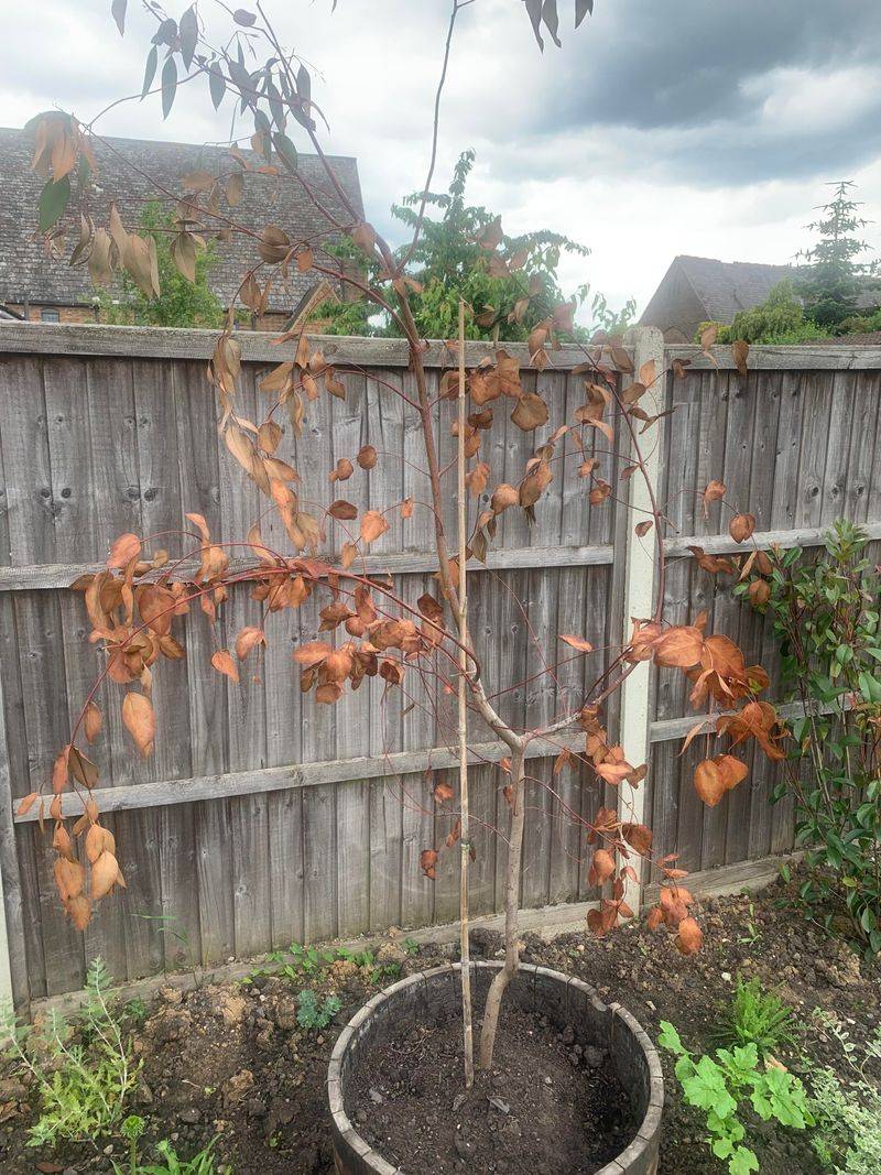 Dead or Dying Plants