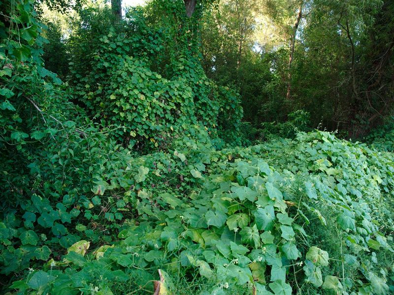 Invasive Plant Species
