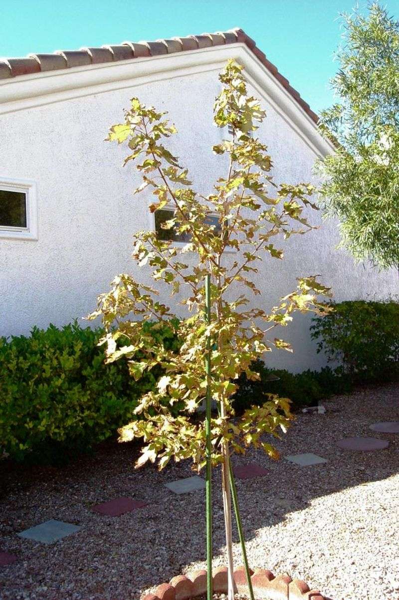 Inappropriate Climate Planting