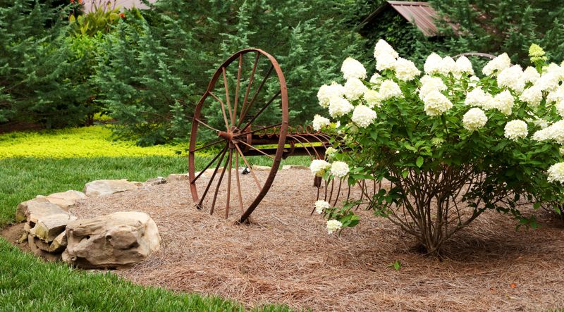 Using Pine Straw on Acid-Sensitive Plants