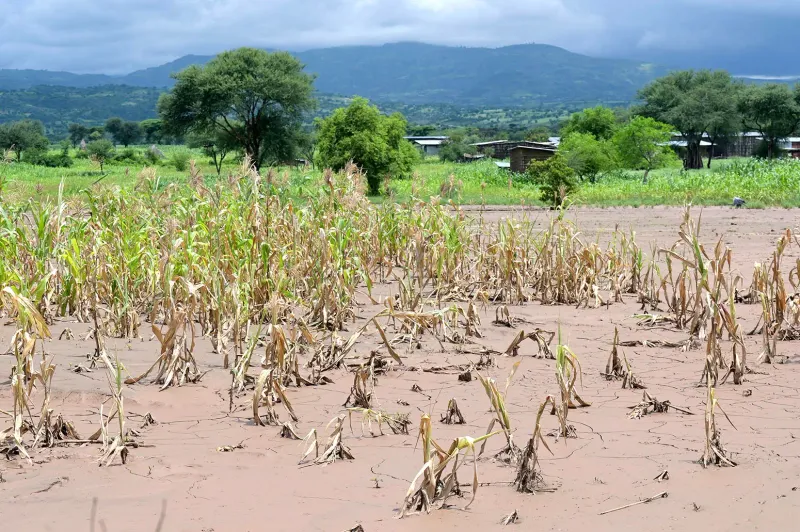 Ignoring Climate Suitability