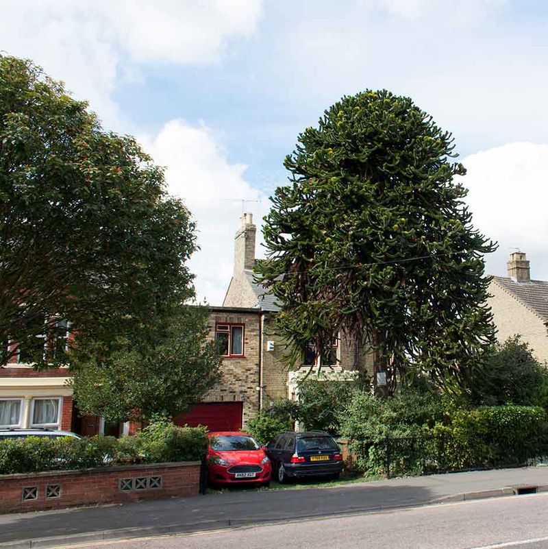 Blocking the House with Trees