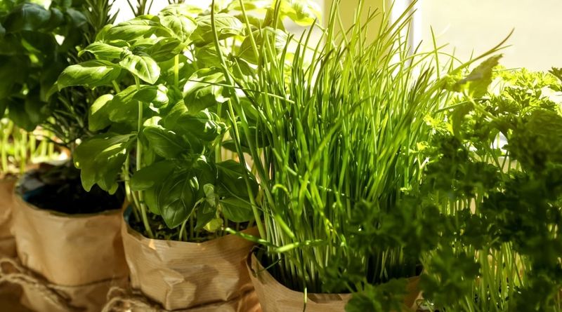 Insufficient Sunlight