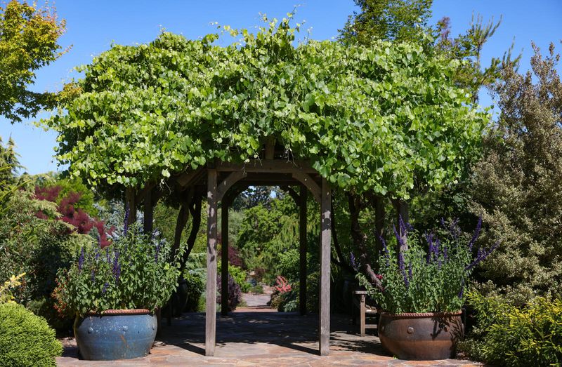 Grapevine Arbors for Shade & Fruit