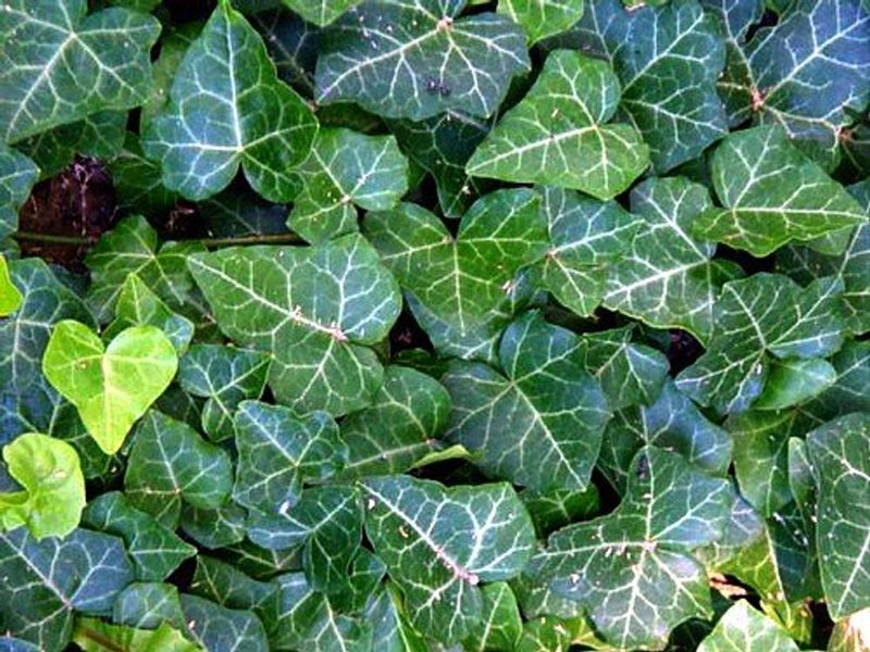 Ivy (Hedera Helix)