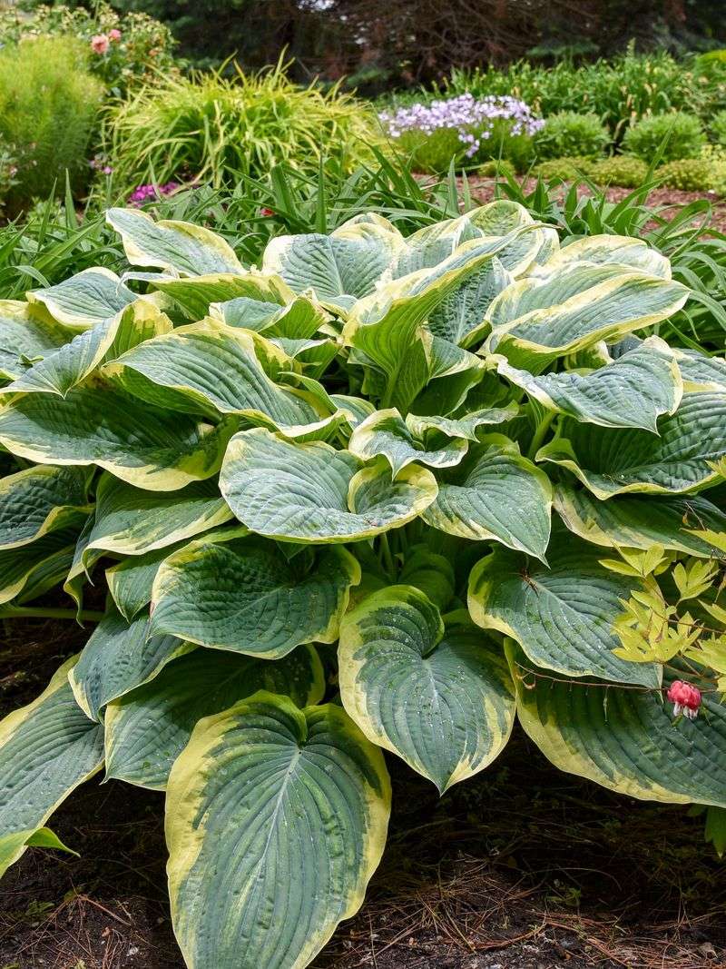 Hosta