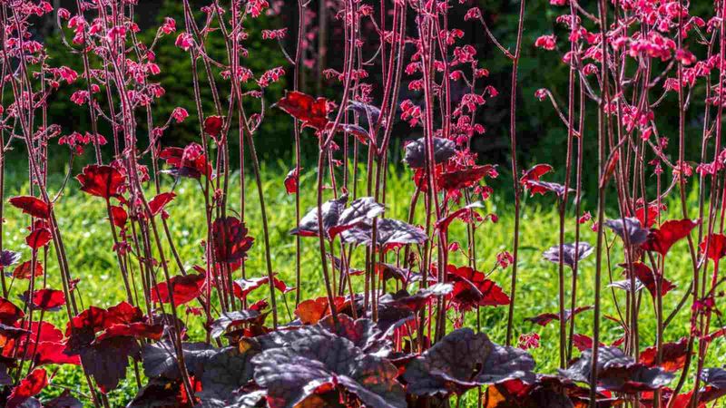 Heuchera (Coral Bells)