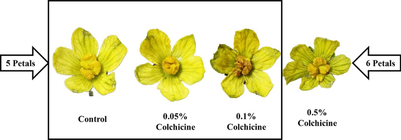 Colchicine – The Polyploidy Creator