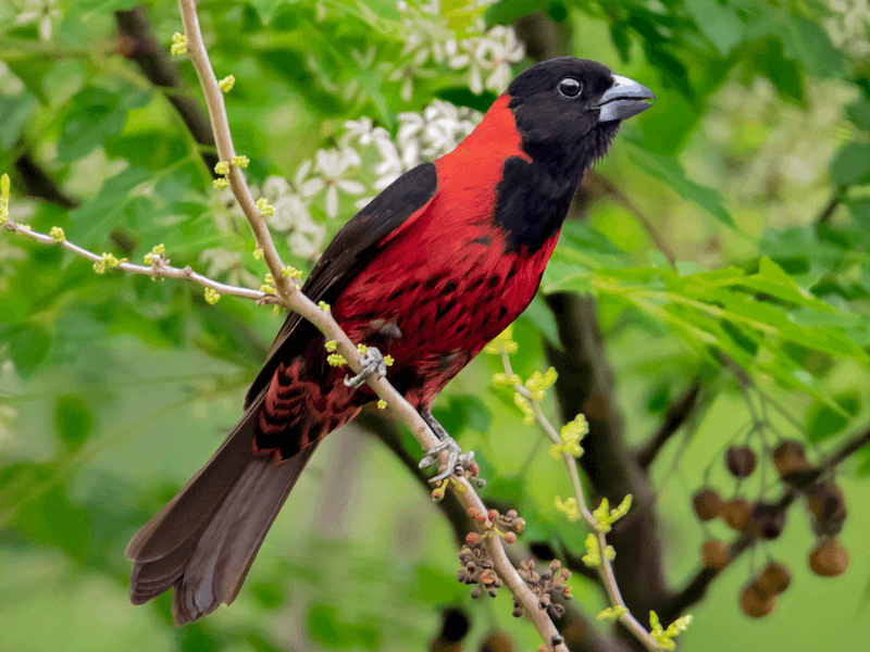 Crimson-collared Grosbeak (Rhodothraupis celaeno)