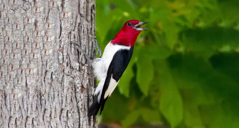 Red-headed Woodpecker