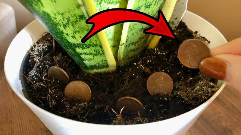 Burying Pennies for Fungus Gnats