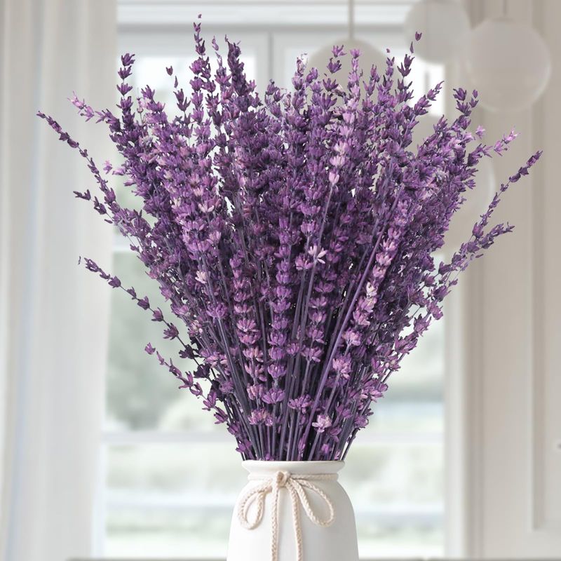 Lavender (Lavandula)