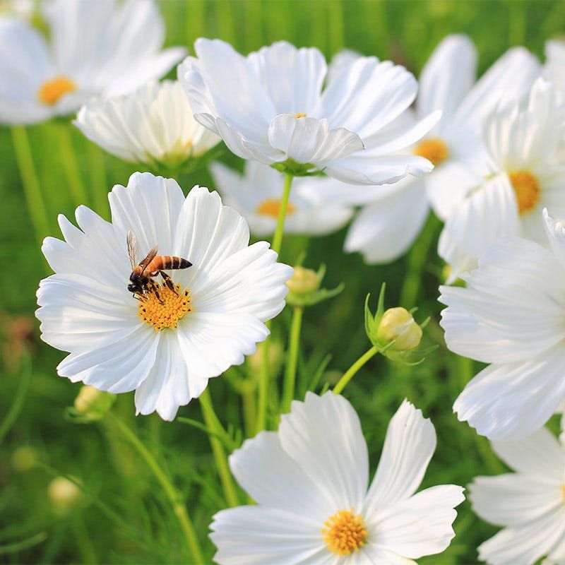Cosmos: The Pollinator's Paradise