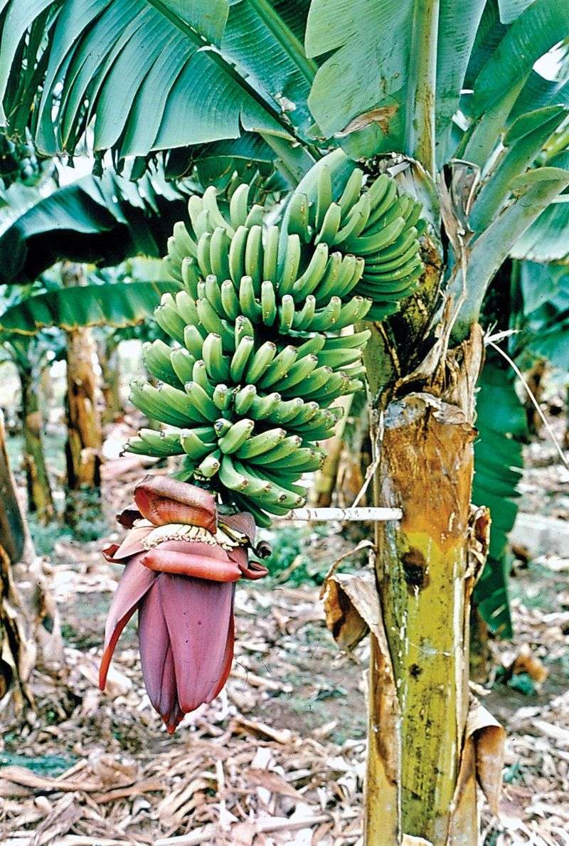 Banana Plant