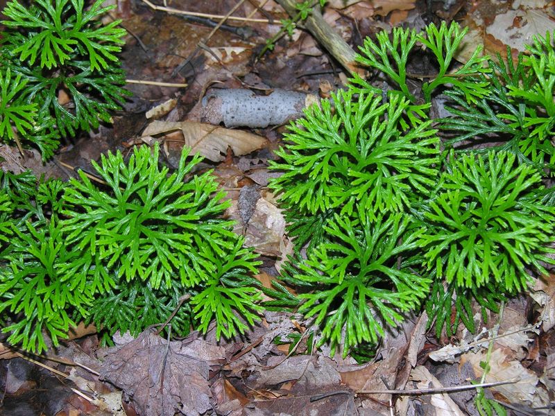 Club Moss (Lycopodium)