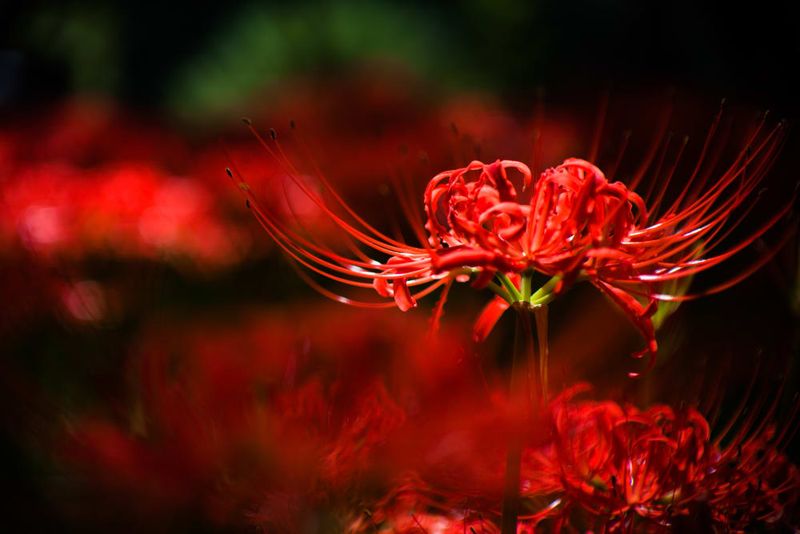Red Spider Lily