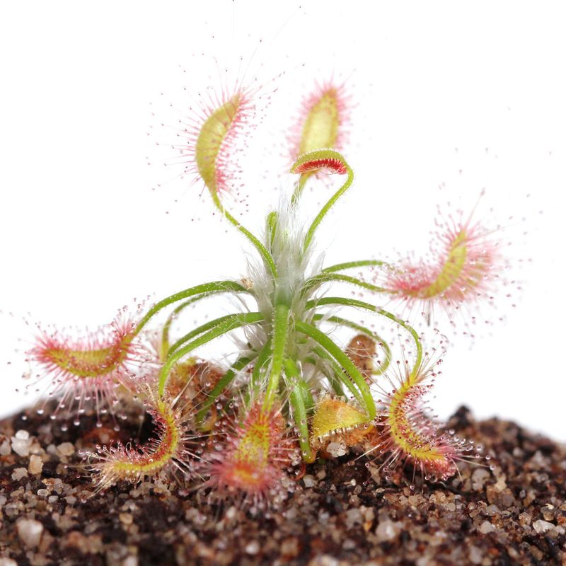Pygmy Sundew (Drosera scorpioides)