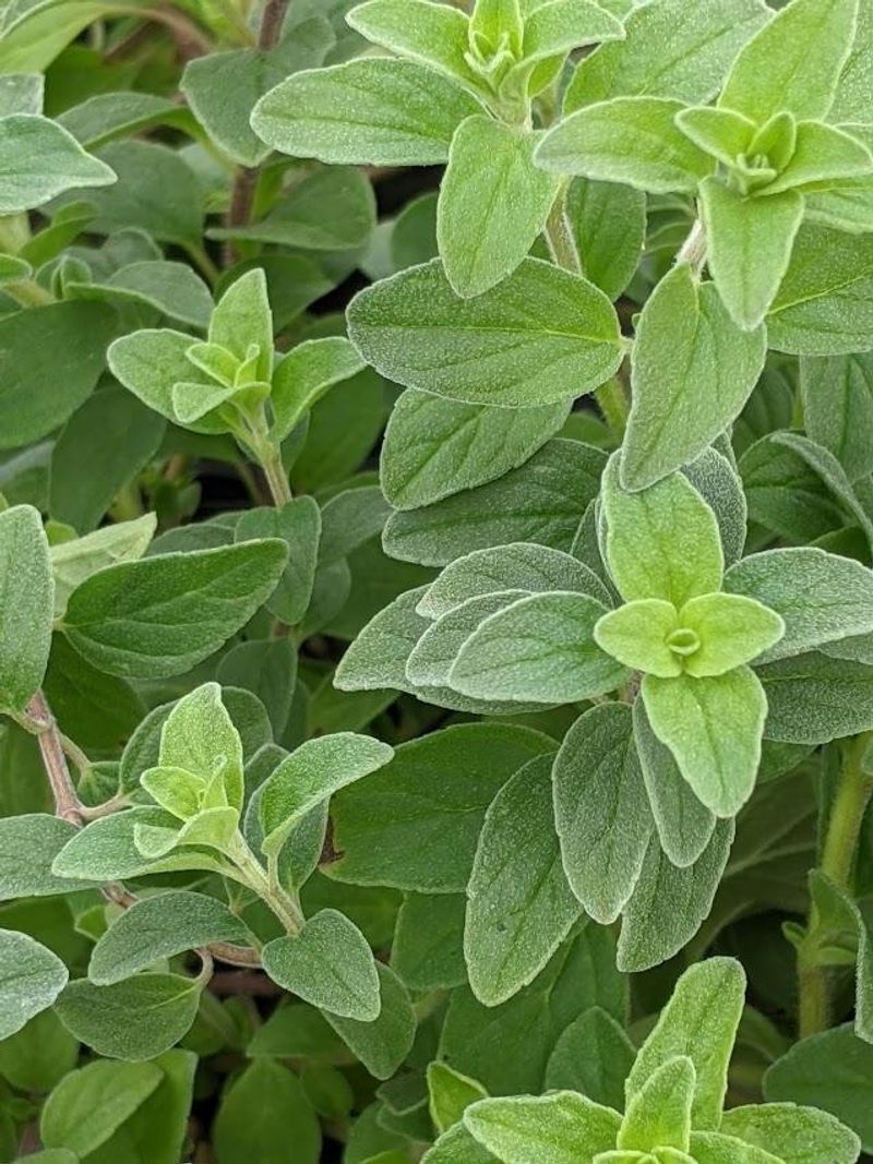 Oregano