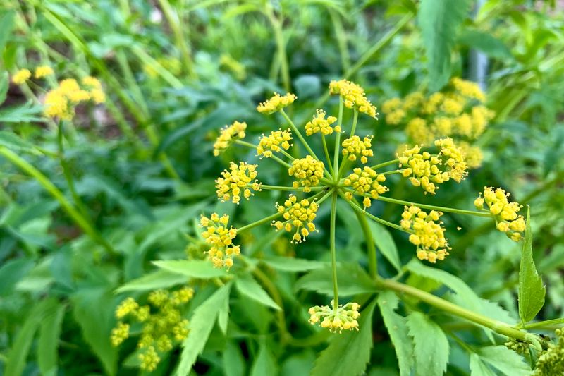 Wild Parsnip