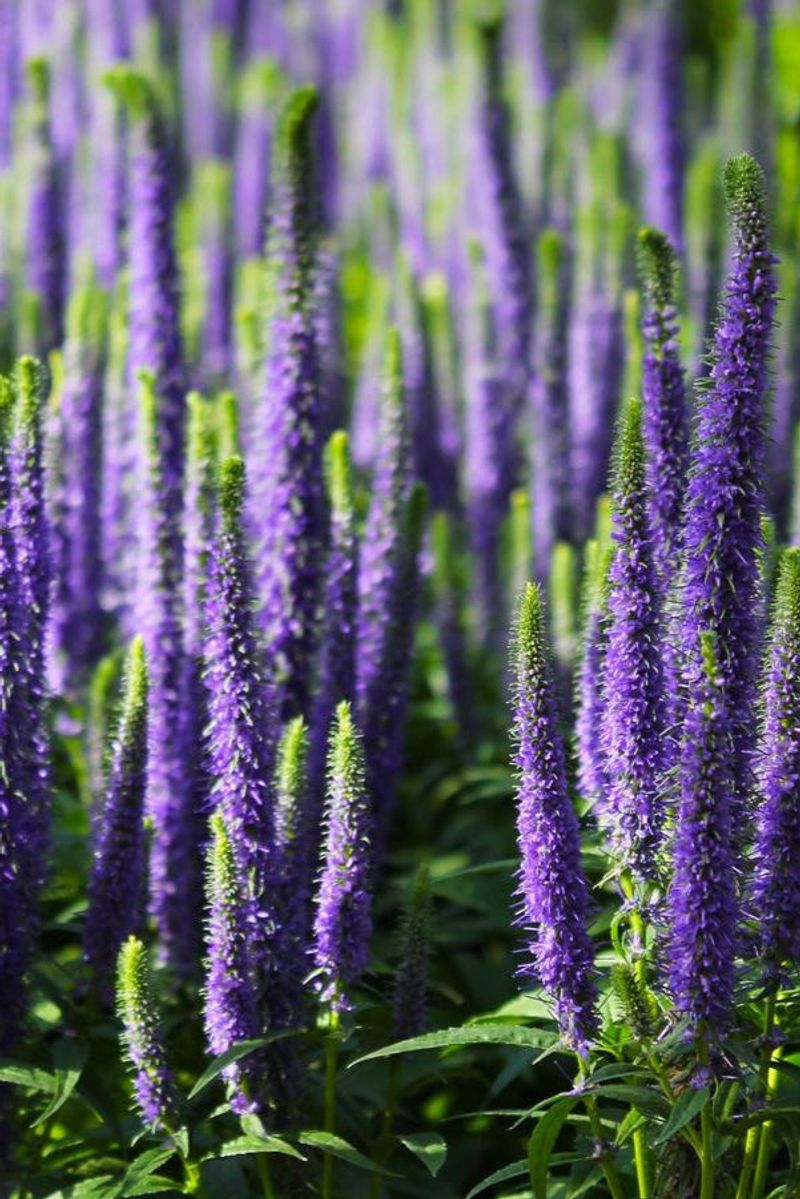 Veronica (Veronica spicata 'Royal Candles')