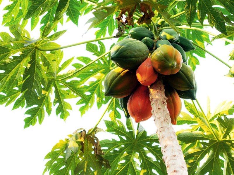 Fig Tree Alternative: Papaya