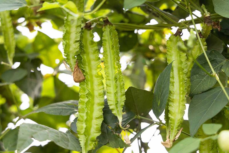 Winged Beans