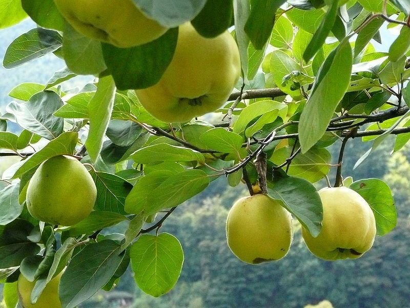 Quince Trees